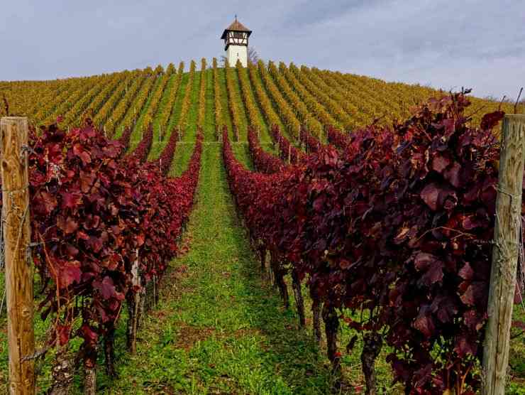 vigneti di locorotondo