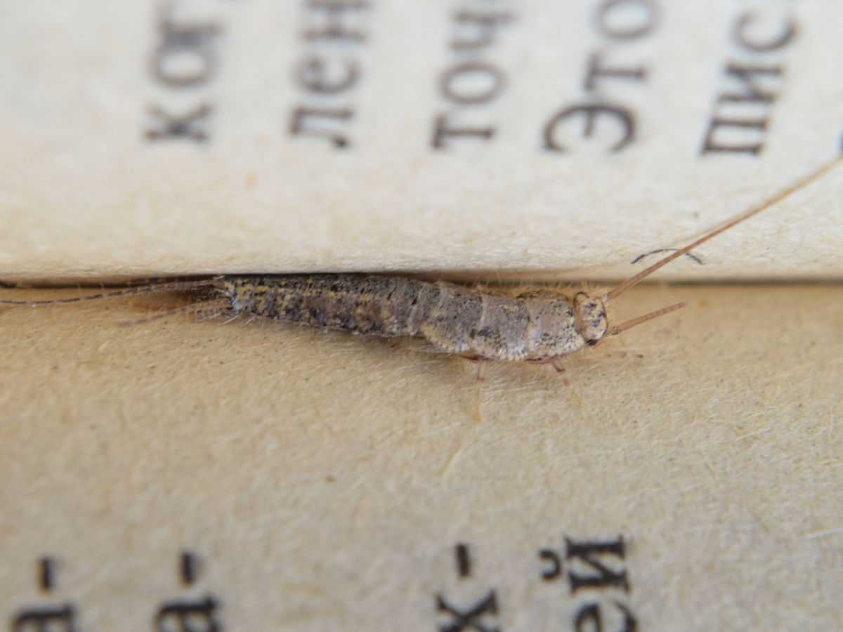 pesciolini d'argento tra le pagine di un libro