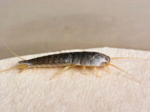 un pesciolino d'argento